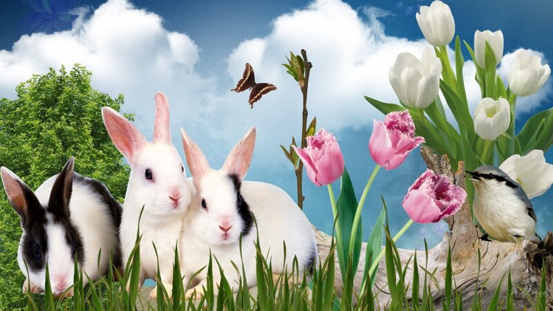 Three Rabbits in Grass — Green, Serene, Spring
