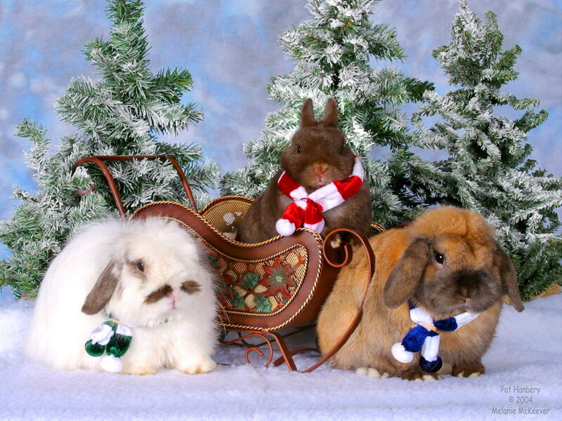 Three Rabbits in Sleigh