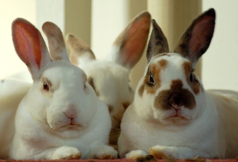 Three Rabbits Lying Down