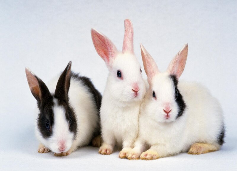 Three Rabbits Sitting