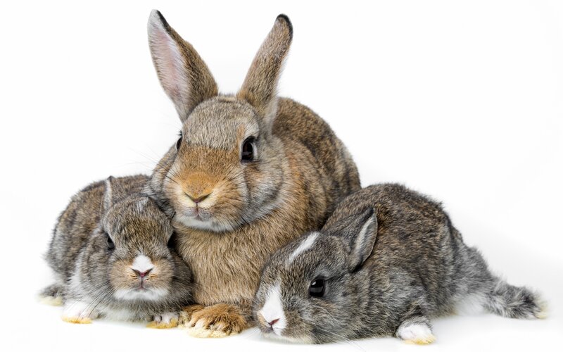 Three Rabbits Together — Gray