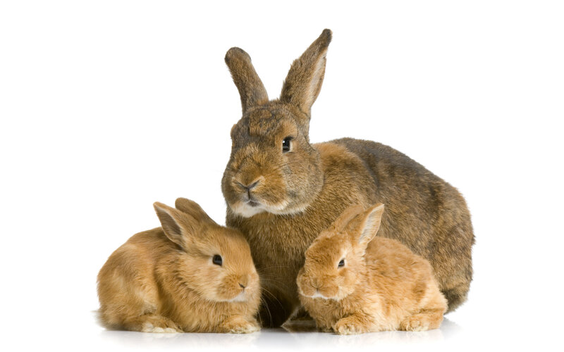 Three Rabbits Together