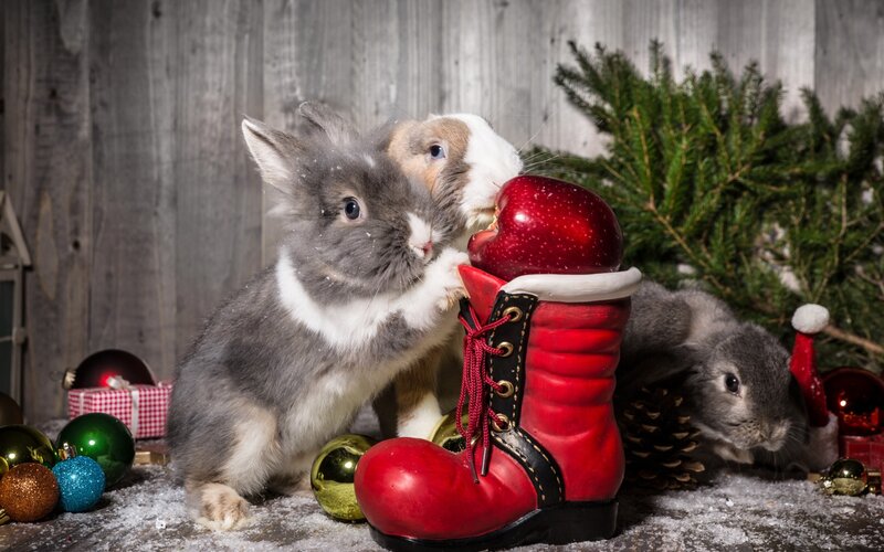 Three Rabbits with Christmas Decor