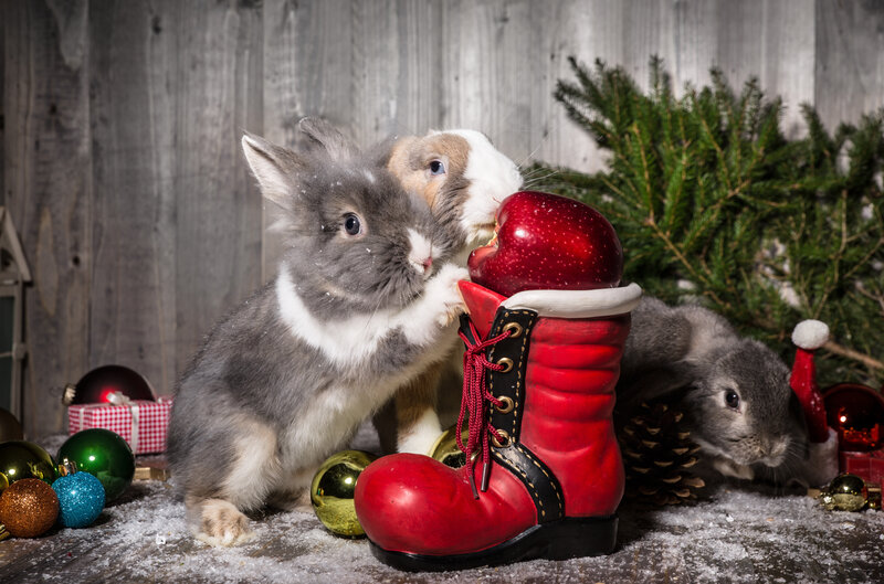 Three Rabbits with Ornaments