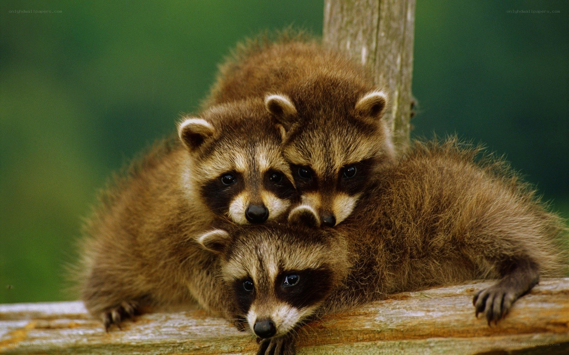 Three raccoon cubs huddled together