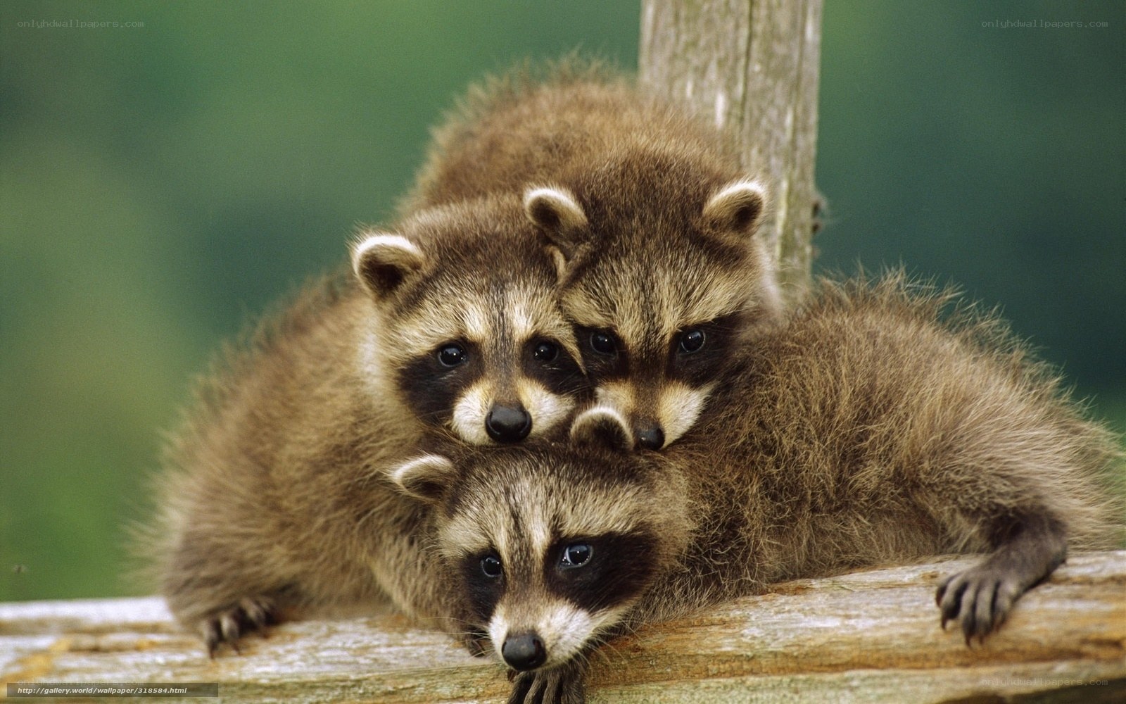 Three raccoon cubs huddled together