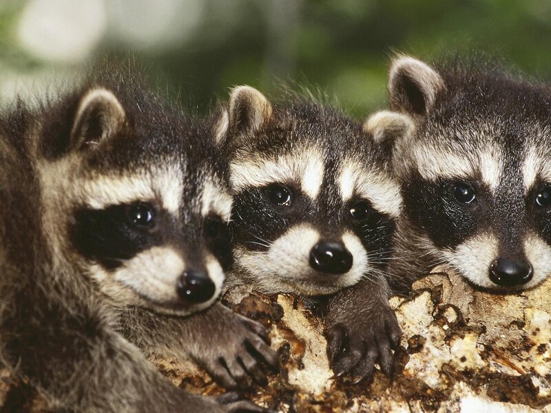 Three Raccoon Kits — Black