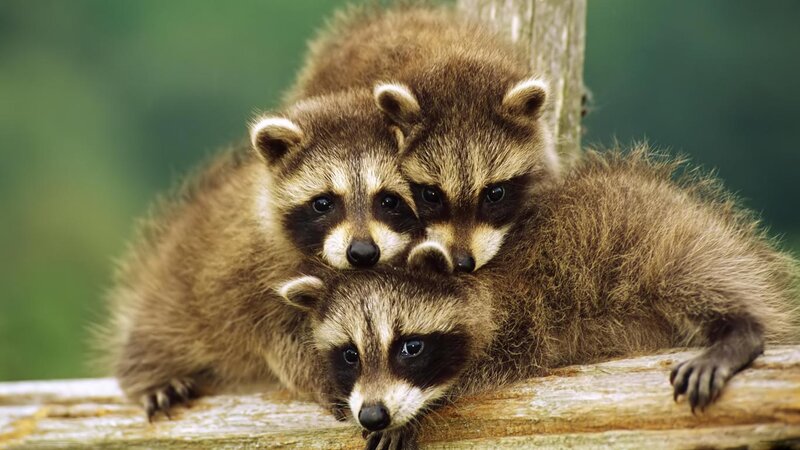 Three Raccoon Kits — Brown, Calm, Photograph, Log