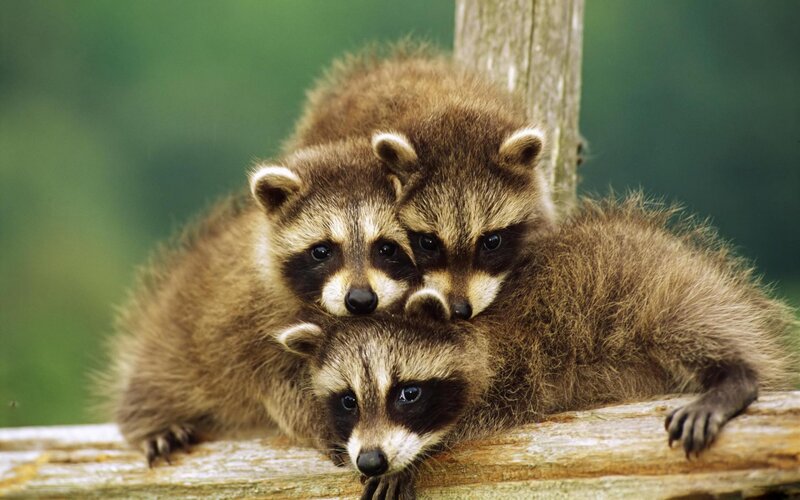 Three Raccoon Kits — Brown, Calm, Photograph
