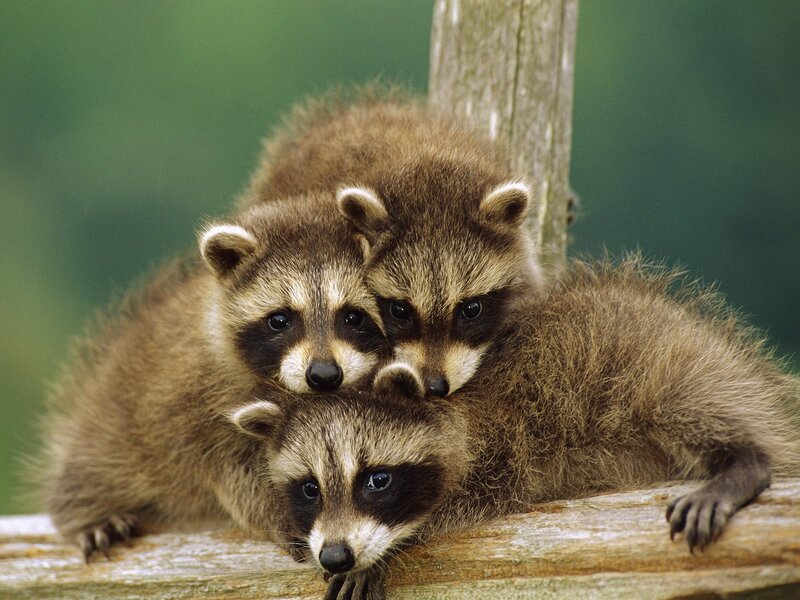 Three Raccoon Kits — Brown, Calm