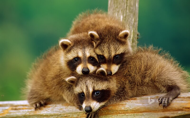 Three Raccoon Kits — Brown, Curious, Photograph
