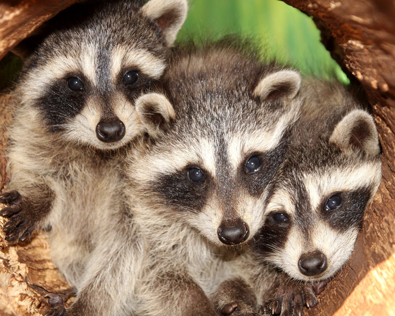 Three Raccoon Kits — Brown, Curious