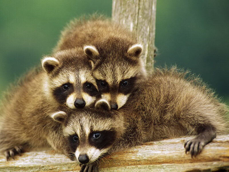 Three Raccoon Kits — Brown