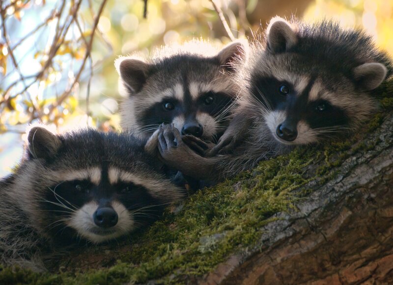 Three Raccoon Kits — Green