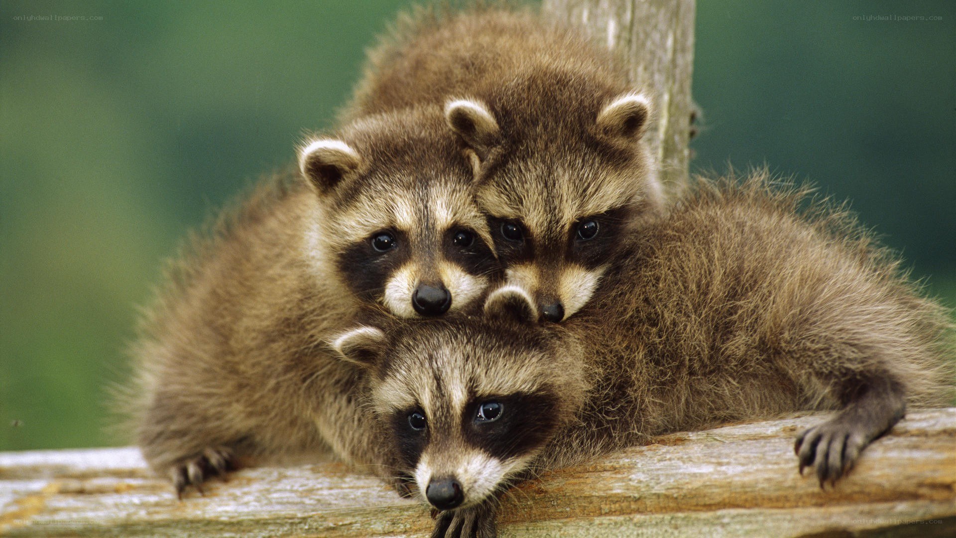 three raccoon kits huddled together