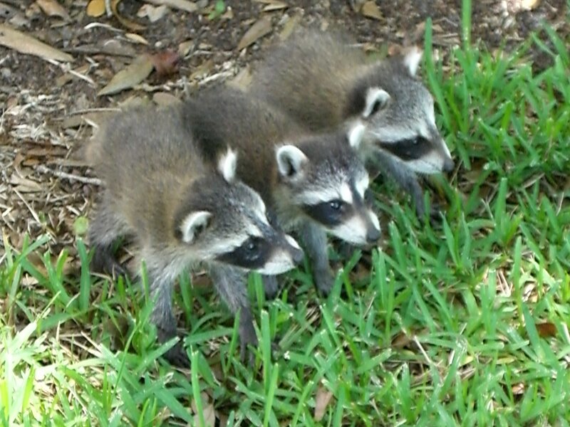 Three Raccoon Kits