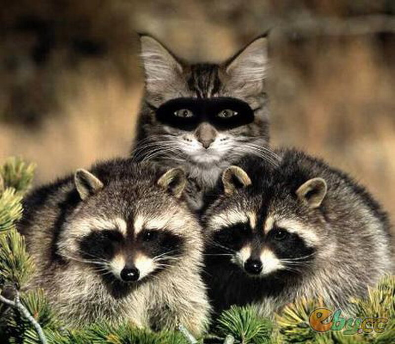 Three Raccoons and a Cat