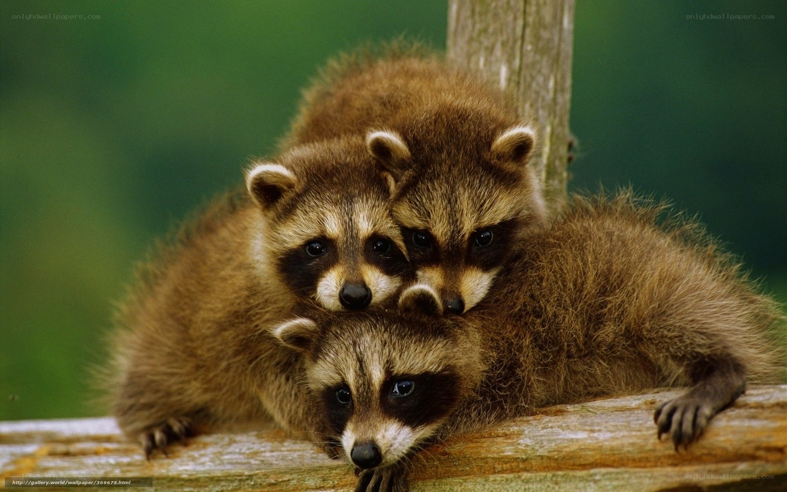 Three raccoons huddled together