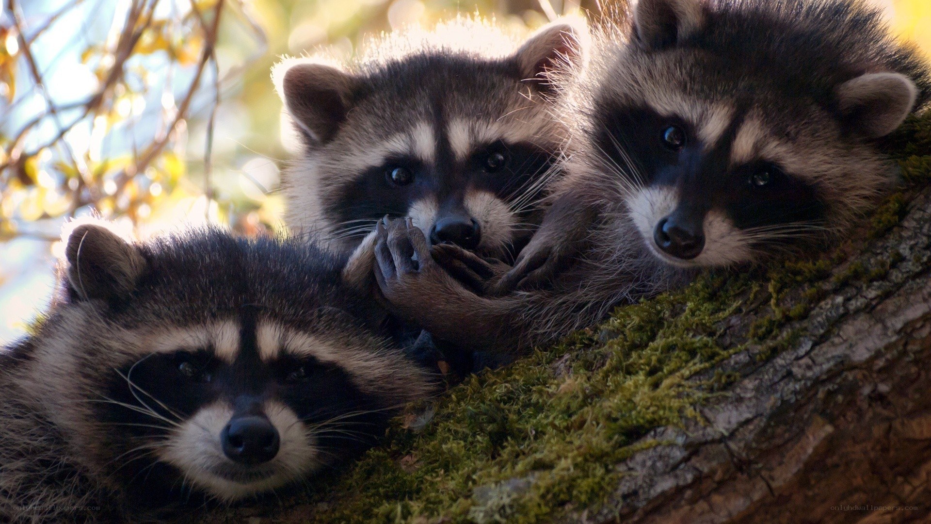 three raccoons in a tree