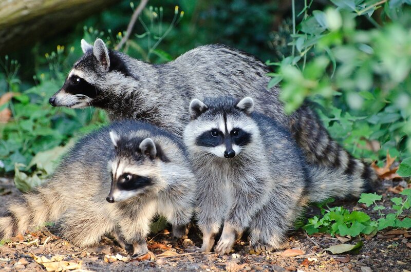 Three Raccoons in Forest
