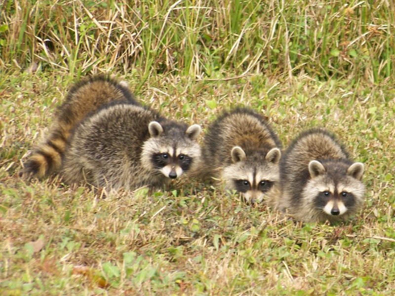 Three Raccoons in Grass