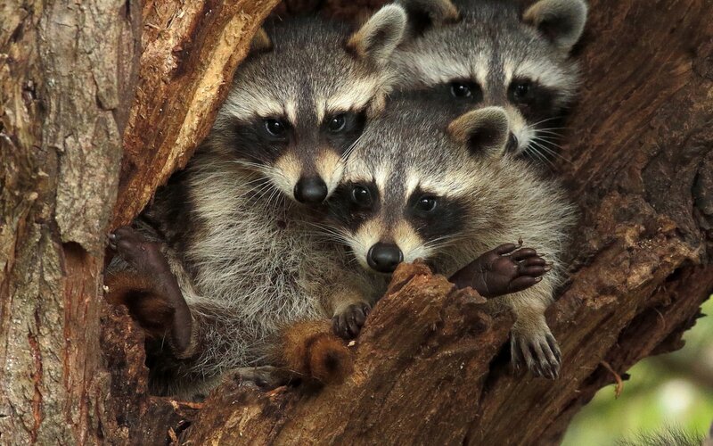 Three Raccoons in Tree