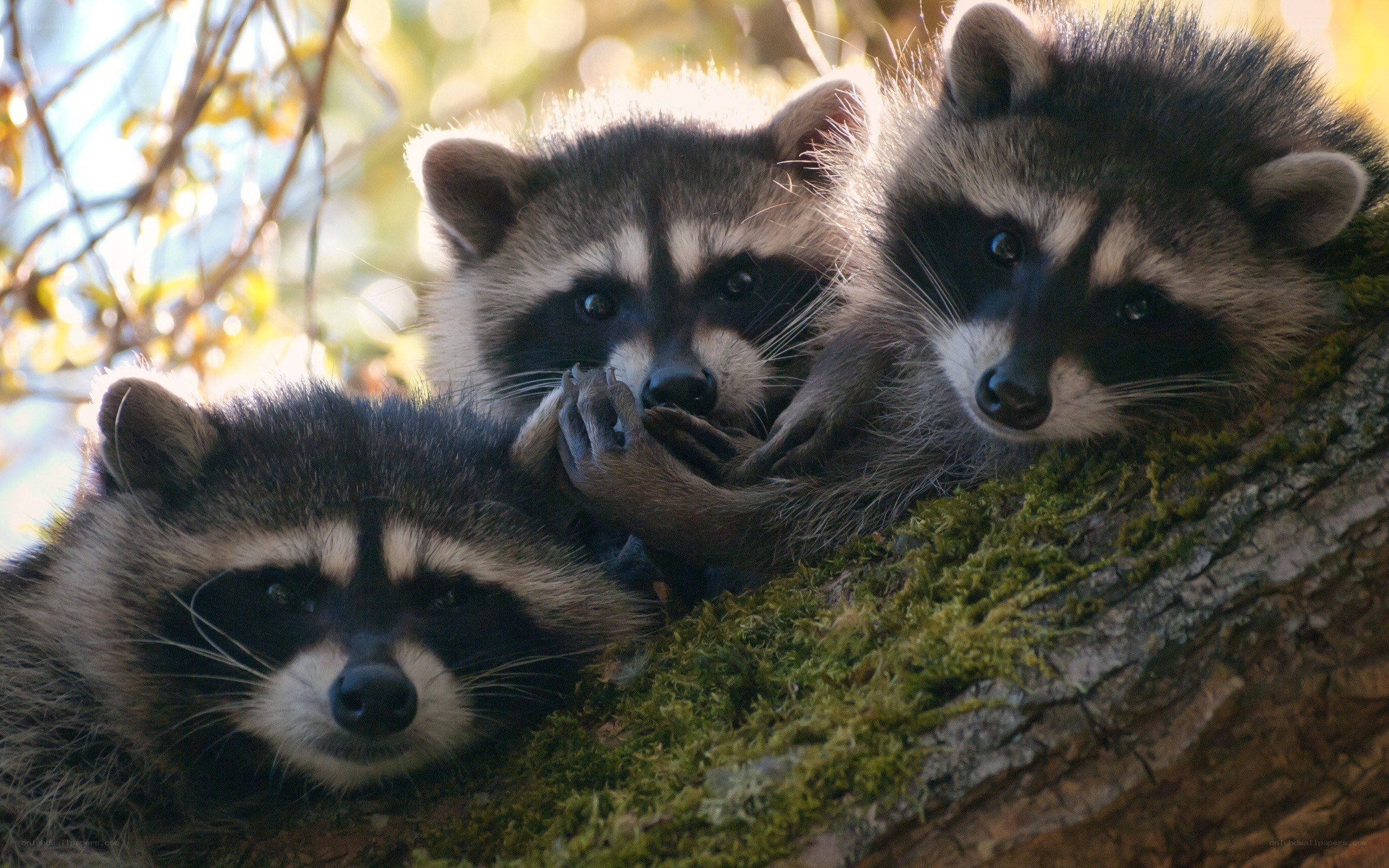 Three raccoons on a tree branch