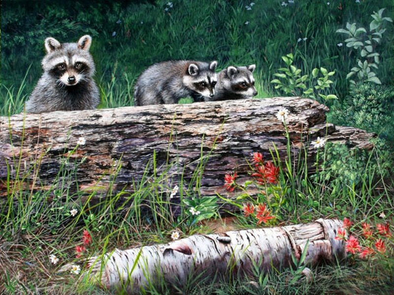 Three Raccoons on Log
