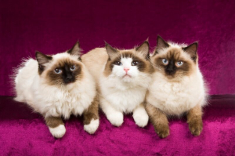 Three Ragdoll Cats