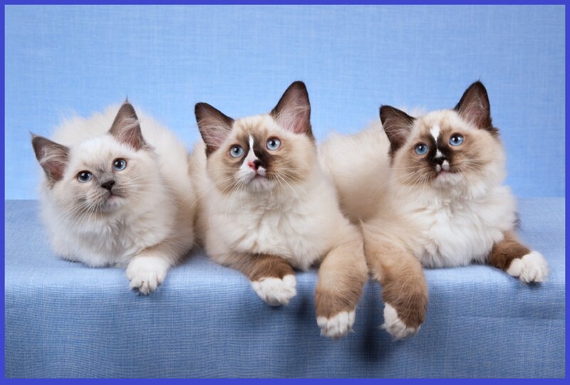Three Ragdoll Kittens — Blue, Calm, Photograph