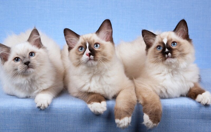 Three Ragdoll Kittens — Blue, Calm