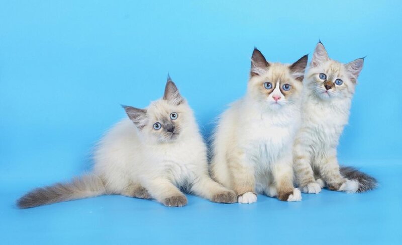 Three Ragdoll Kittens — Blue