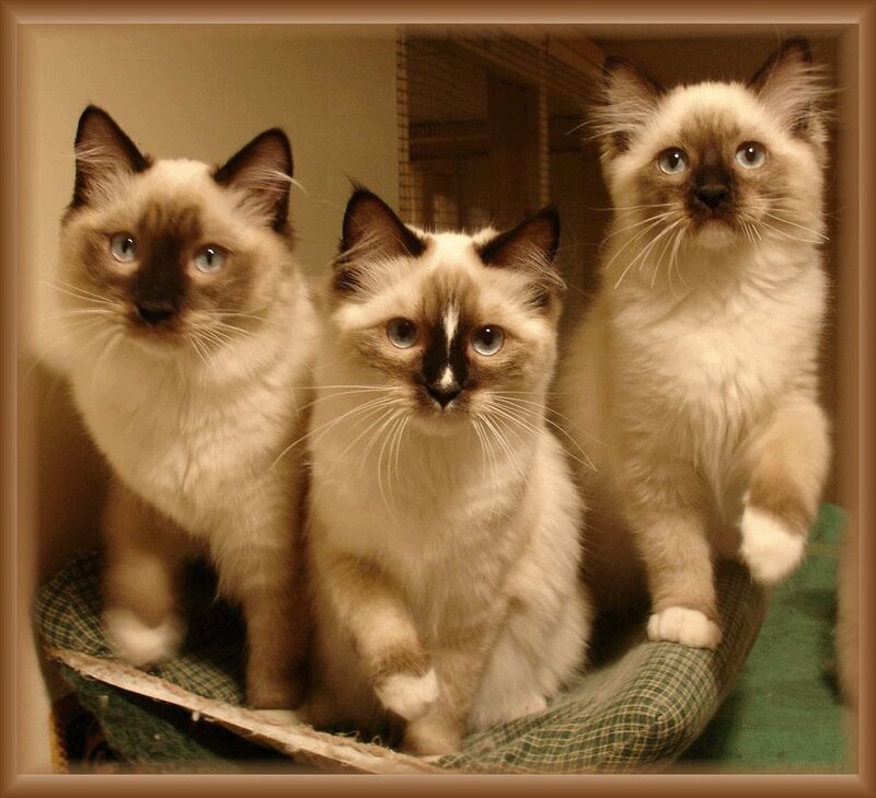 Three Ragdoll Kittens