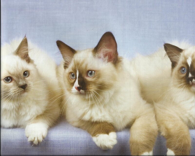 Three Ragdoll Kittens — White, Calm, Photograph, Blue Background