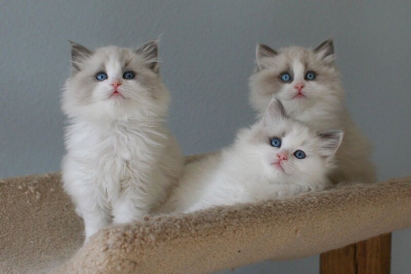 Three Ragdoll Kittens — White, Calm, Photograph, Cat Tree