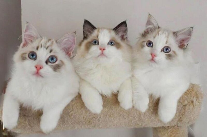 Three Ragdoll Kittens — White, Calm, Photograph, Cat Tree, Wall