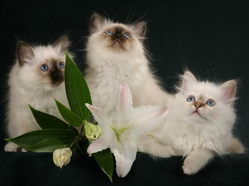 Three Ragdoll Kittens — White, Calm, Photograph, Lily Flower