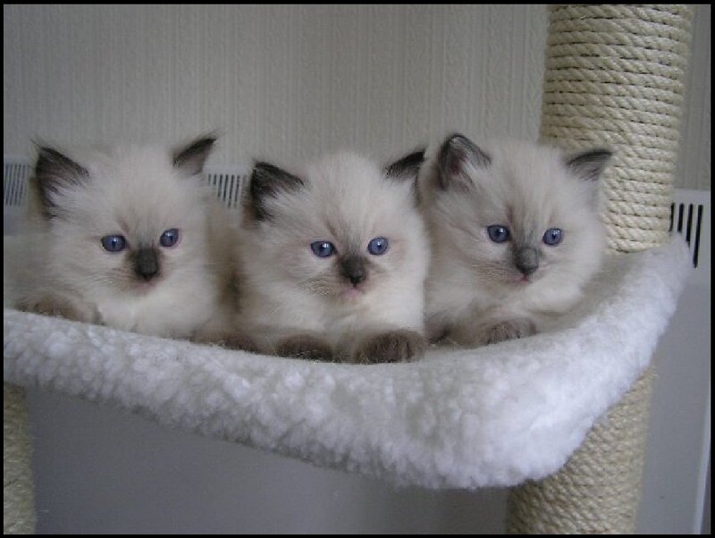 Three Ragdoll Kittens — White, Calm, Photograph