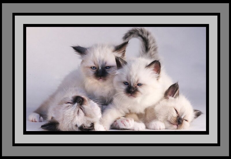 Three Ragdoll Kittens — White, Calm, Photograph, White Background