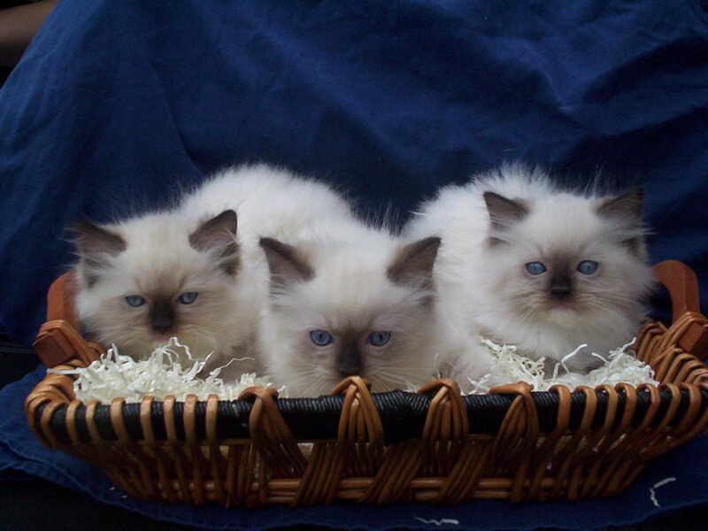 Three Ragdoll Kittens — White, Calm