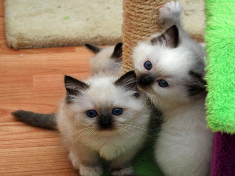 Three Ragdoll Kittens — White, Playful