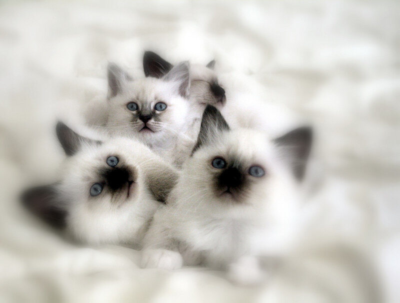 Three Ragdoll Kittens — White