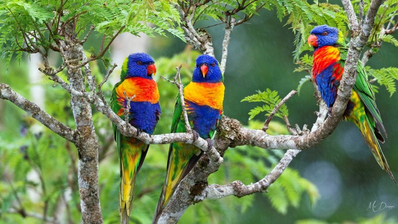 Three Rainbow Lorikeets — Blue, Calm