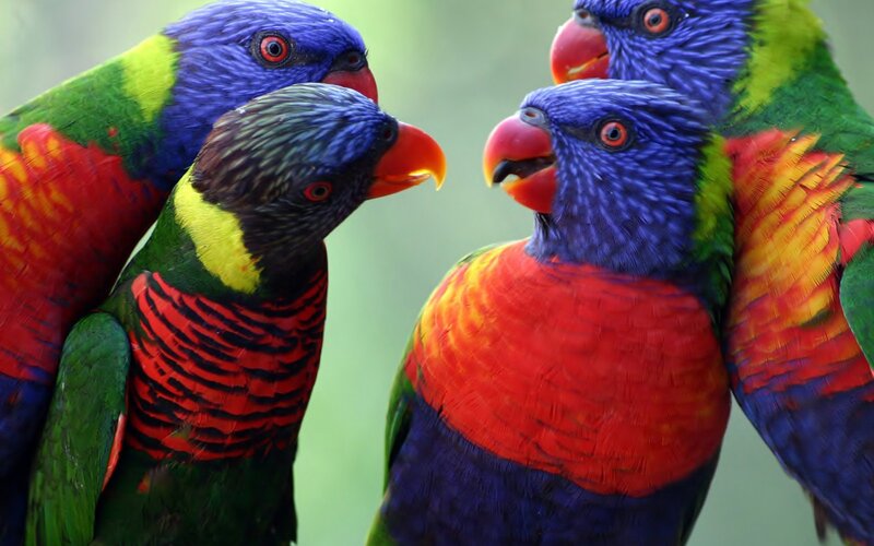 Three Rainbow Lorikeets — Blue