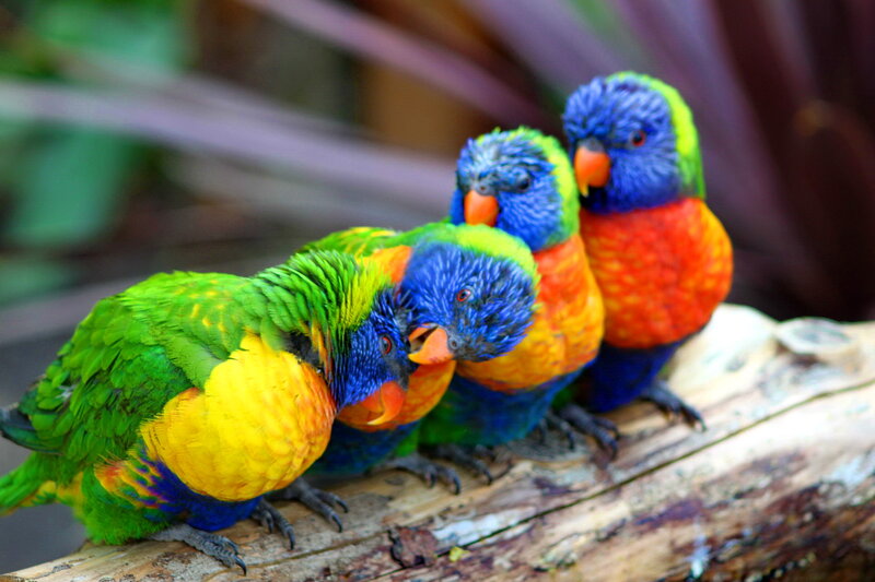Three Rainbow Lorikeets — Green, Calm