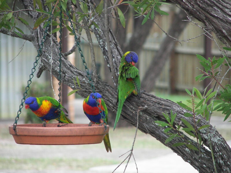 Three Rainbow Lorikeets — Green