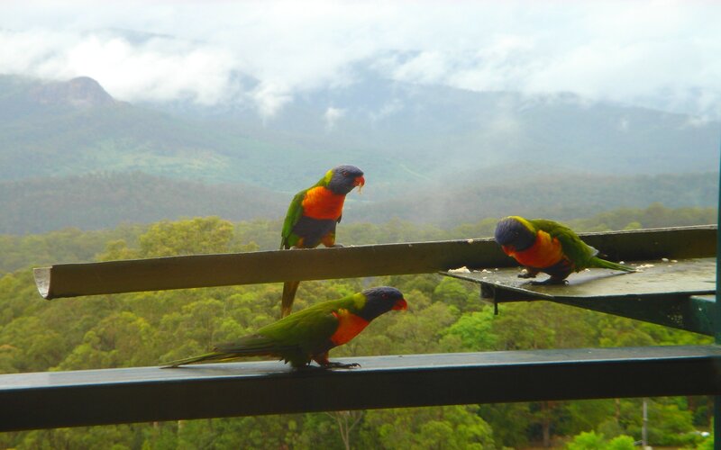 Three Rainbow Lorikeets