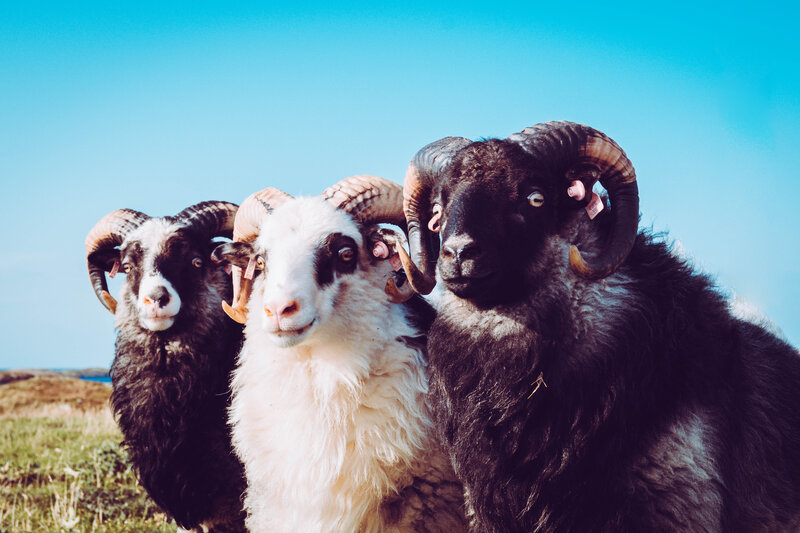 Three Rams in Field