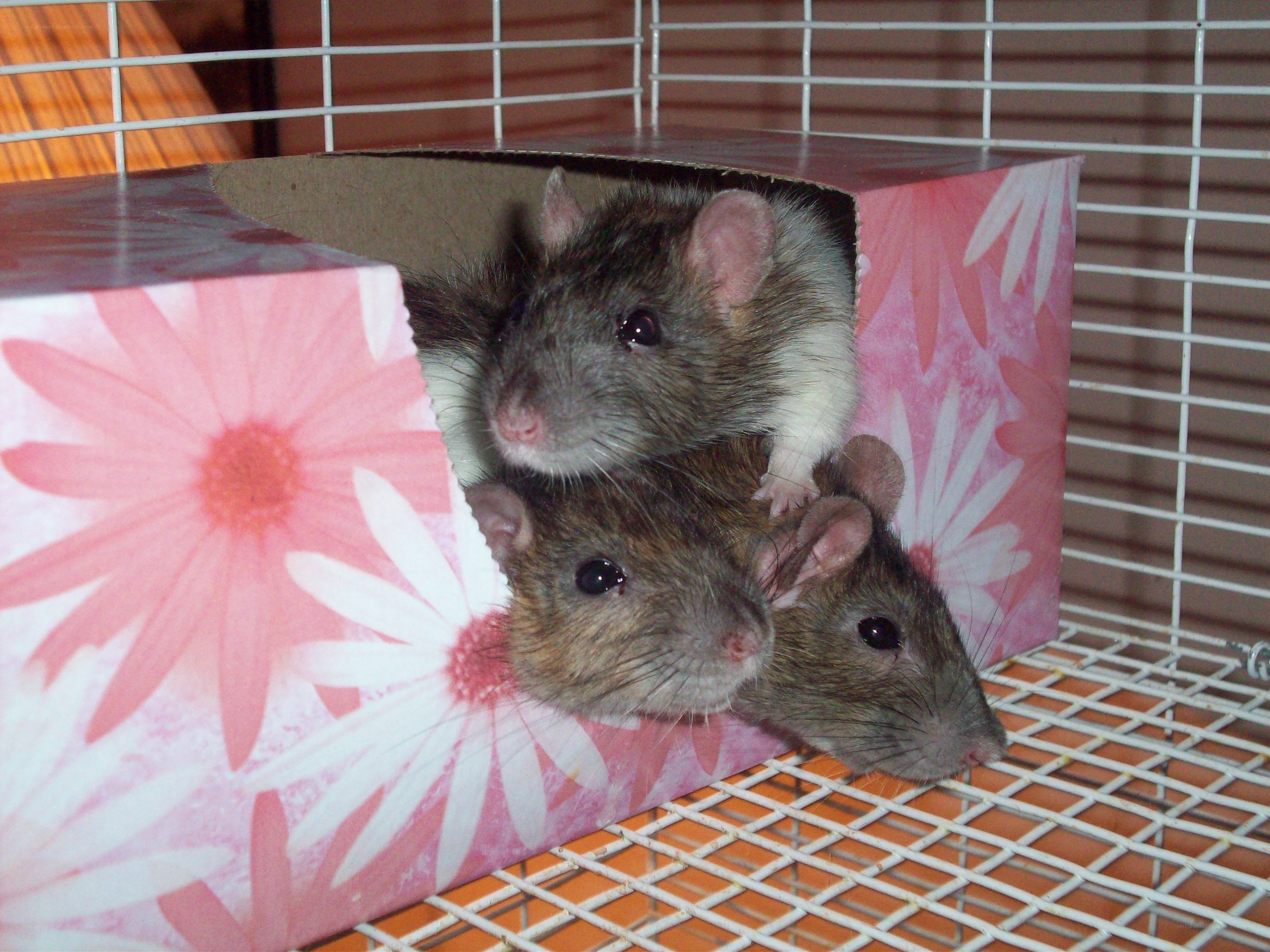 three rats in a box