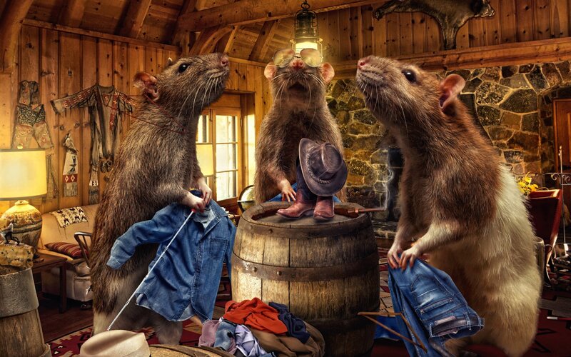 Three Rats in a Cabin